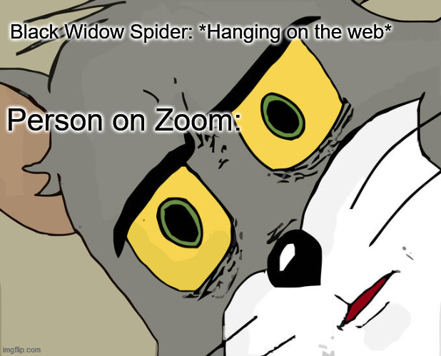 Black widow spiders look cool :) Also golden orb weavers :) | Black Widow Spider: *Hanging on the web*; Person on Zoom: | image tagged in memes,unsettled tom,spider,web,hanging,zoom | made w/ Imgflip meme maker