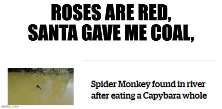 Roses are red, this template is overused, but at least they all leave me amused | ROSES ARE RED, SANTA GAVE ME COAL, | image tagged in roses are red,spidermonkey | made w/ Imgflip meme maker