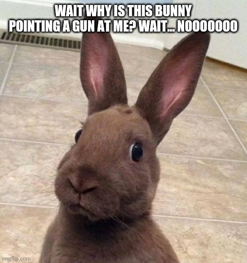 Really? Rabbit | WAIT WHY IS THIS BUNNY POINTING A GUN AT ME? WAIT... NOOOOOOO | image tagged in really rabbit | made w/ Imgflip meme maker