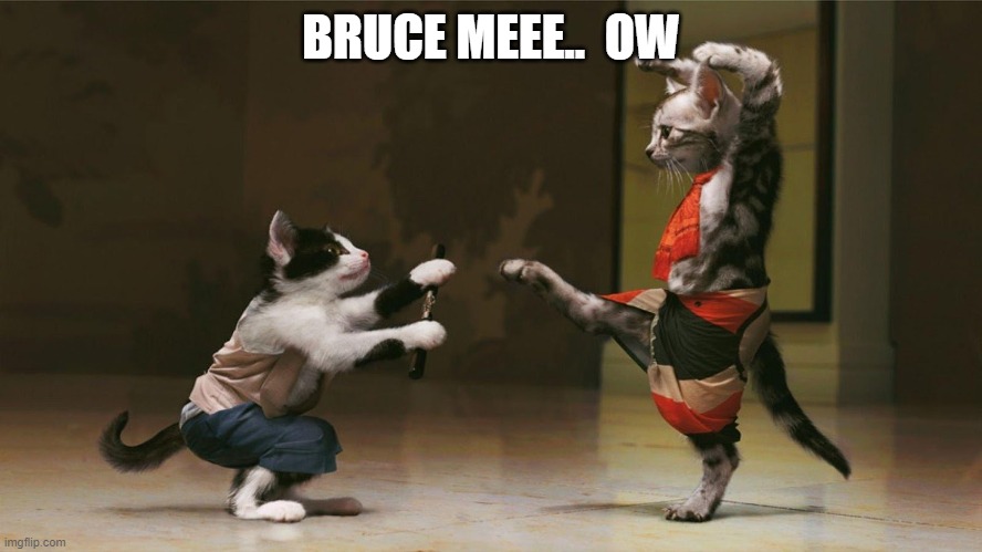 Kung Fu Cats | BRUCE MEEE..  OW | image tagged in kung fu cats | made w/ Imgflip meme maker