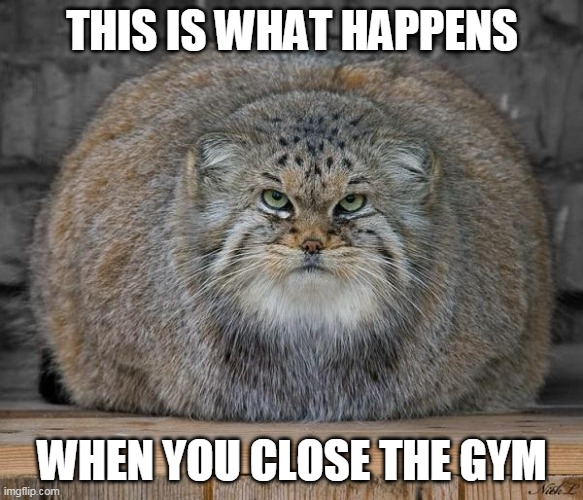 No gyms | THIS IS WHAT HAPPENS; WHEN YOU CLOSE THE GYM | image tagged in fat cats exercise,gym,closed | made w/ Imgflip meme maker