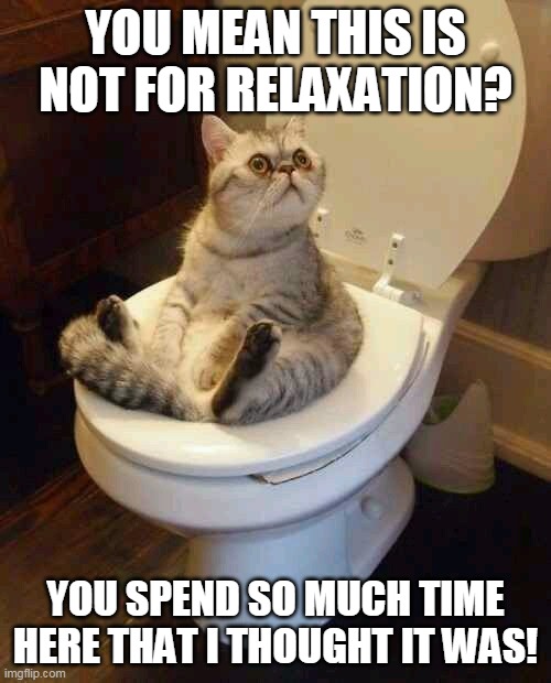 Not for relaxation?? | YOU MEAN THIS IS NOT FOR RELAXATION? YOU SPEND SO MUCH TIME HERE THAT I THOUGHT IT WAS! | image tagged in toilet cat,memes,sofa,confusion | made w/ Imgflip meme maker