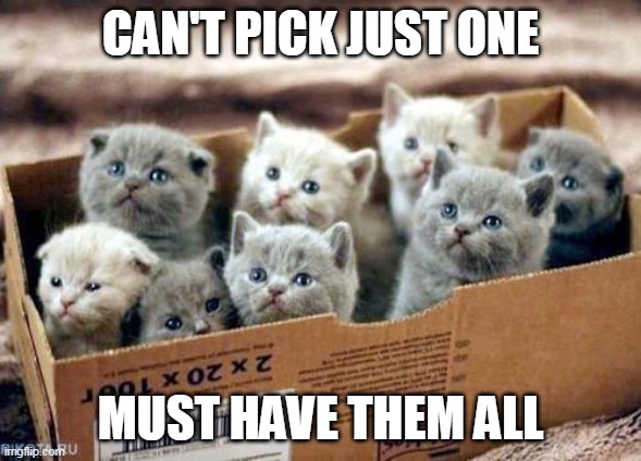 How can I choose | CAN'T PICK JUST ONE; MUST HAVE THEM ALL | image tagged in box of cats,memes,kittens,adopted | made w/ Imgflip meme maker