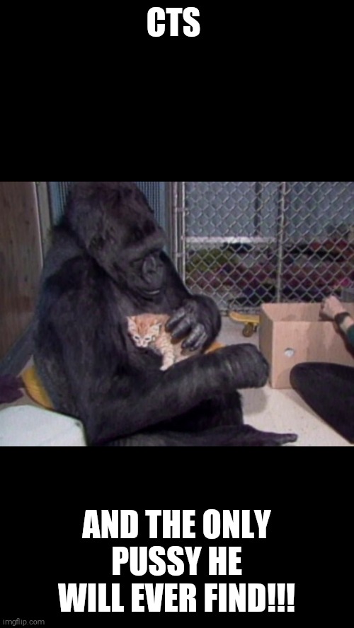 CTS; AND THE ONLY PUSSY HE WILL EVER FIND!!! | image tagged in gorilla | made w/ Imgflip meme maker