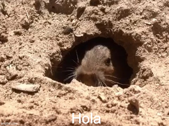 ‘Mornin y’all | Hola | image tagged in oof | made w/ Imgflip meme maker