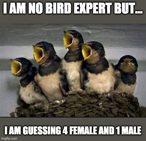 female? | I AM NO BIRD EXPERT BUT... I AM GUESSING 4 FEMALE AND 1 MALE | image tagged in bird,lol,meme,girl | made w/ Imgflip meme maker