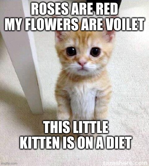 cats on diet | ROSES ARE RED
MY FLOWERS ARE VOILET; THIS LITTLE KITTEN IS ON A DIET | image tagged in memes,cute cat | made w/ Imgflip meme maker