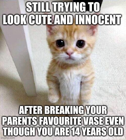 Cute Cat | STILL TRYING TO LOOK CUTE AND INNOCENT; AFTER BREAKING YOUR PARENTS FAVOURITE VASE EVEN THOUGH YOU ARE 14 YEARS OLD | image tagged in memes,cute cat | made w/ Imgflip meme maker