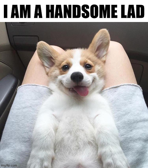 I AM A HANDSOME LAD | image tagged in dogs | made w/ Imgflip meme maker