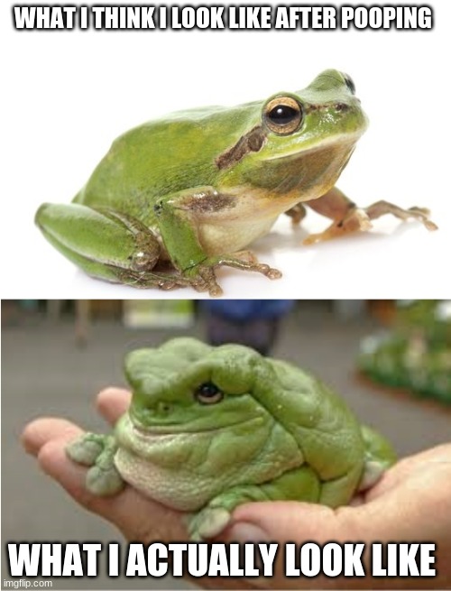 Skinny and fat frog | WHAT I THINK I LOOK LIKE AFTER POOPING; WHAT I ACTUALLY LOOK LIKE | image tagged in skinny and fat frog | made w/ Imgflip meme maker