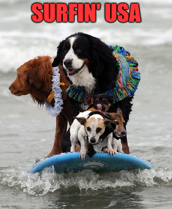 SURFIN' USA | image tagged in dogs | made w/ Imgflip meme maker