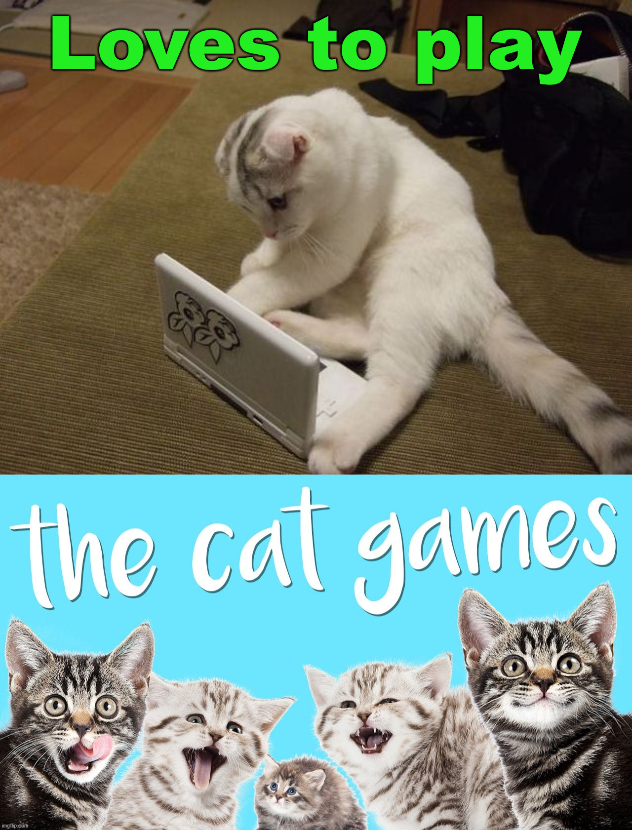 Loves to play | image tagged in cats | made w/ Imgflip meme maker