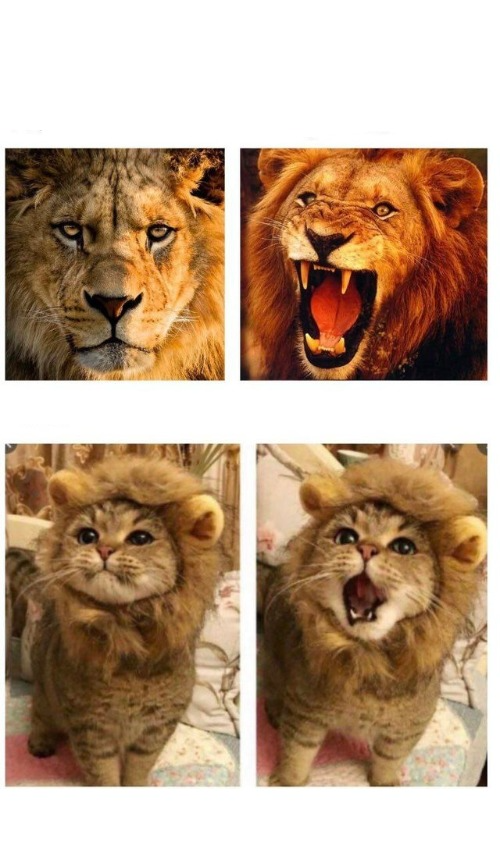 Lion roaring and cat meowing Blank Meme Template