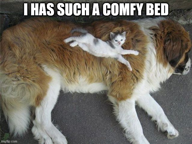 I HAS SUCH A COMFY BED | image tagged in cats | made w/ Imgflip meme maker