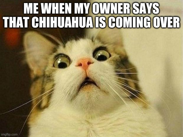 Scared Cat | ME WHEN MY OWNER SAYS THAT CHIHUAHUA IS COMING OVER | image tagged in memes,scared cat,cat | made w/ Imgflip meme maker