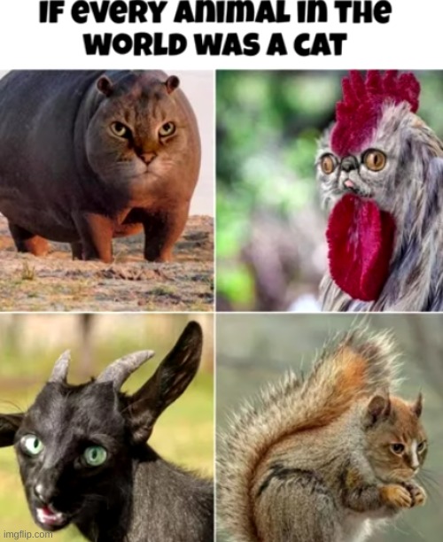 Cured cats | image tagged in memes,funny,cursed image,cats,animals,pandaboyplaysyt | made w/ Imgflip meme maker