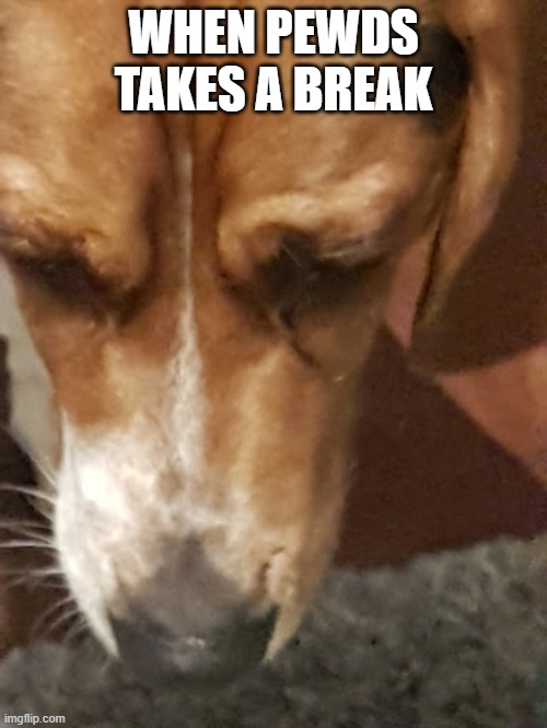 WHEN PEWDS TAKES A BREAK | image tagged in dog | made w/ Imgflip meme maker
