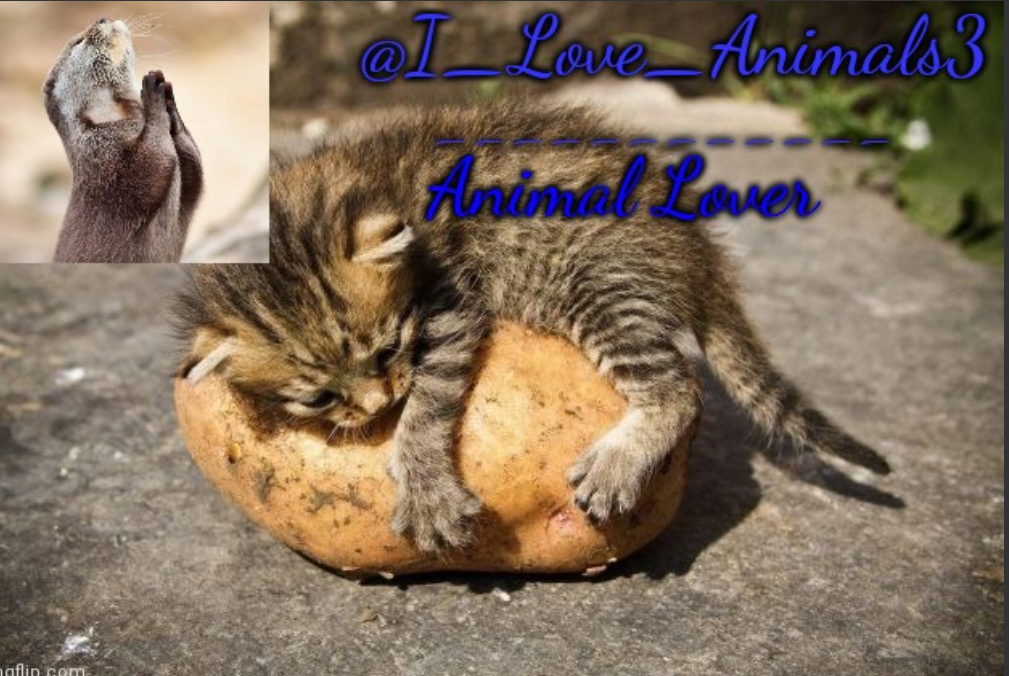 I_Love_Animals3 announcement template Blank Meme Template