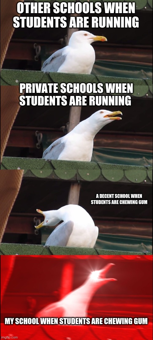 Inhaling Seagull | OTHER SCHOOLS WHEN STUDENTS ARE RUNNING; PRIVATE SCHOOLS WHEN STUDENTS ARE RUNNING; A DECENT SCHOOL WHEN STUDENTS ARE CHEWING GUM; MY SCHOOL WHEN STUDENTS ARE CHEWING GUM | image tagged in memes,inhaling seagull | made w/ Imgflip meme maker