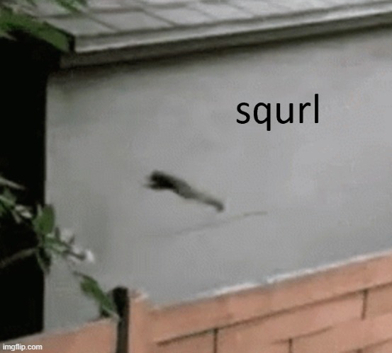 squrl | image tagged in squirrel,funny,dumb,stupid | made w/ Imgflip meme maker