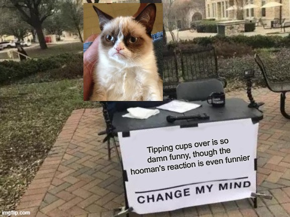 Change My Mind | Tipping cups over is so damn funny, though the hooman's reaction is even funnier | image tagged in memes,change my mind | made w/ Imgflip meme maker
