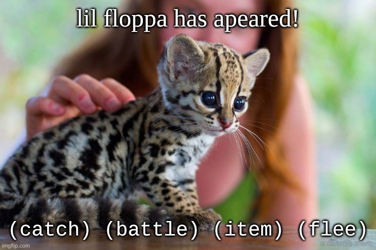 comment what you would do? | lil floppa has apeared! (catch) (battle) (item) (flee) | image tagged in lil spoty | made w/ Imgflip meme maker