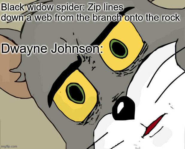 Aww she want's to be friends with The Rock! :3 | Black widow spider: Zip lines down a web from the branch onto the rock; Dwayne Johnson: | image tagged in memes,unsettled tom,black widow,spider,rock,dwayne johnson | made w/ Imgflip meme maker