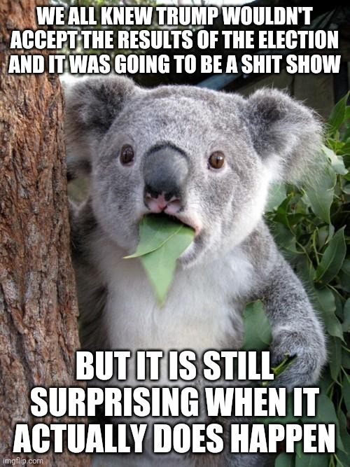 Surprised Koala | WE ALL KNEW TRUMP WOULDN'T ACCEPT THE RESULTS OF THE ELECTION AND IT WAS GOING TO BE A SHIT SHOW; BUT IT IS STILL SURPRISING WHEN IT ACTUALLY DOES HAPPEN | image tagged in memes,surprised koala | made w/ Imgflip meme maker
