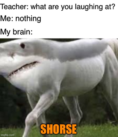 Shorse | SHORSE | image tagged in teacher what are you laughing at,funny,shark,horse,stupid,memes | made w/ Imgflip meme maker