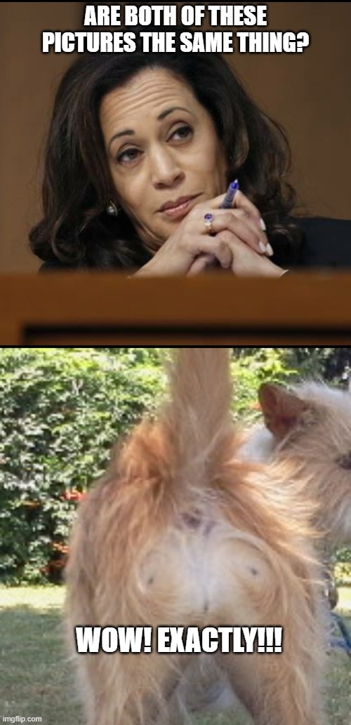 ARE BOTH OF THESE PICTURES THE SAME THING? WOW! EXACTLY!!! | image tagged in kamala harris,dog butt | made w/ Imgflip meme maker