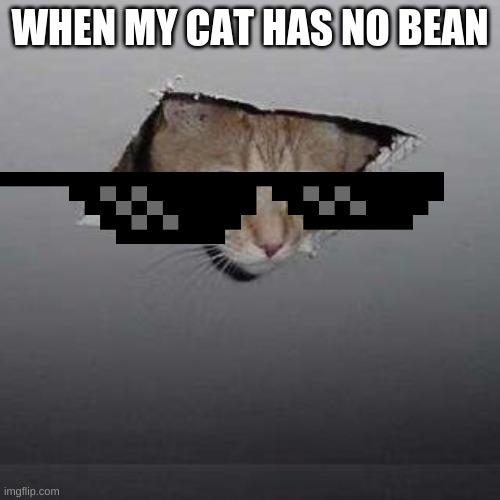 sad cat | WHEN MY CAT HAS NO BEAN | image tagged in memes,ceiling cat | made w/ Imgflip meme maker