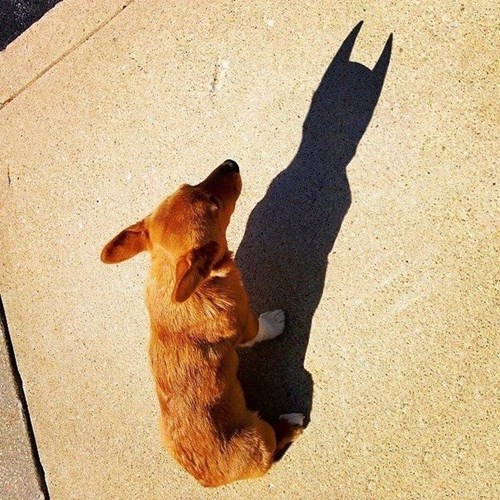 High Quality batman dog Blank Meme Template