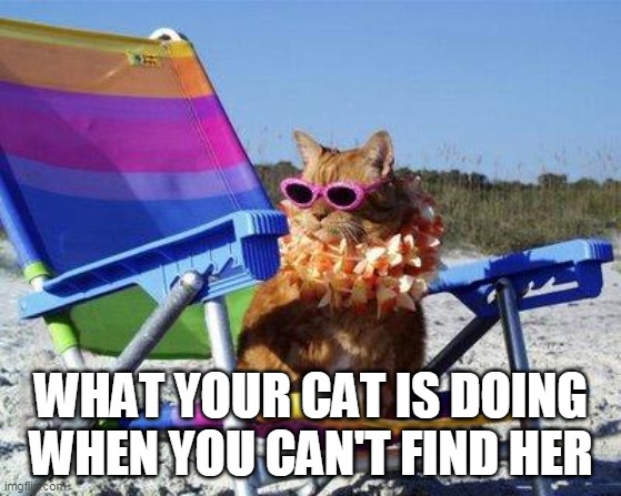 Beach Cat | WHAT YOUR CAT IS DOING WHEN YOU CAN'T FIND HER | image tagged in beach cat | made w/ Imgflip meme maker