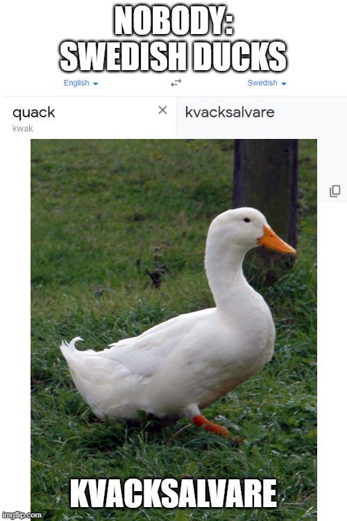 Translation 100 | NOBODY: SWEDISH DUCKS; KVACKSALVARE | image tagged in blank white template,ducks,sweden,quack | made w/ Imgflip meme maker
