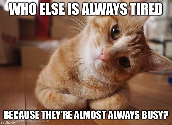 Lol | WHO ELSE IS ALWAYS TIRED; BECAUSE THEY’RE ALMOST ALWAYS BUSY? | image tagged in curious question cat | made w/ Imgflip meme maker