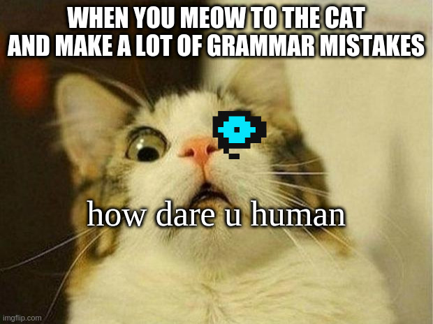 uh oh man | WHEN YOU MEOW TO THE CAT AND MAKE A LOT OF GRAMMAR MISTAKES; how dare u human | image tagged in memes,scared cat,sans,angry,grammar | made w/ Imgflip meme maker