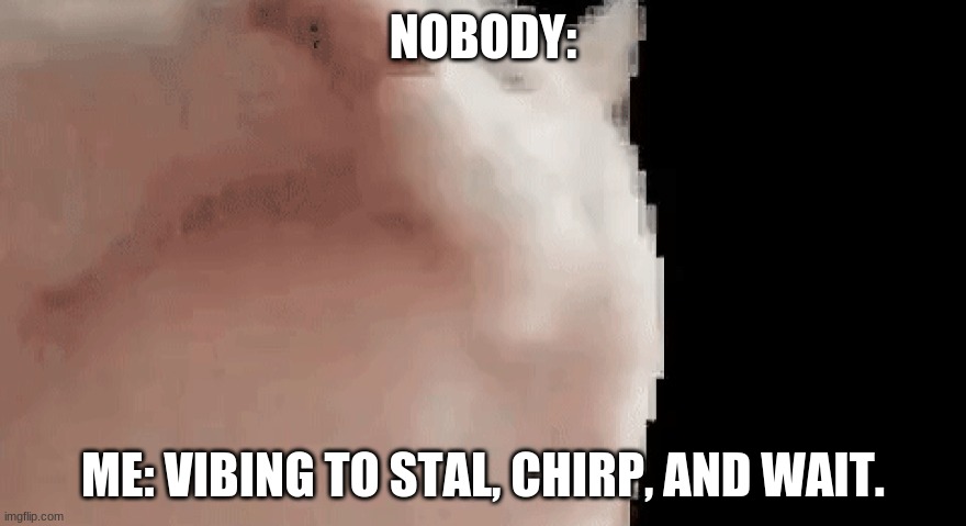 Vibing cat | NOBODY:; ME: VIBING TO STAL, CHIRP, AND WAIT. | image tagged in vibing cat | made w/ Imgflip meme maker