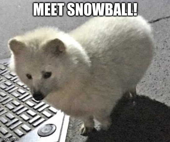 Meet snowball! | MEET SNOWBALL! | image tagged in snowball the tanuki | made w/ Imgflip meme maker