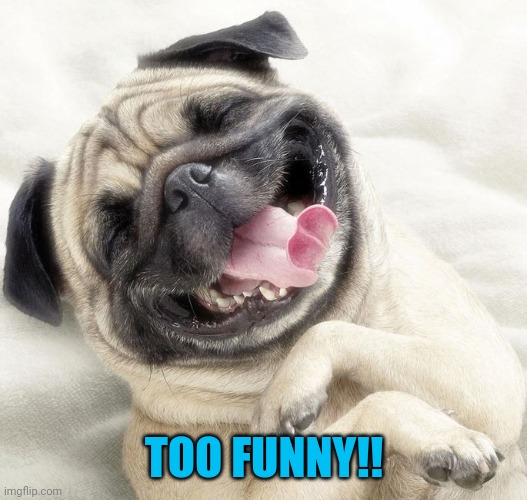 Nathan Lane dog | TOO FUNNY!! | image tagged in nathan lane dog | made w/ Imgflip meme maker