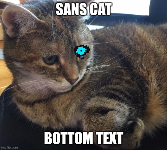 sAnS cAt | SANS CAT; BOTTOM TEXT | image tagged in bottom text,sans,cat,sans cat | made w/ Imgflip meme maker