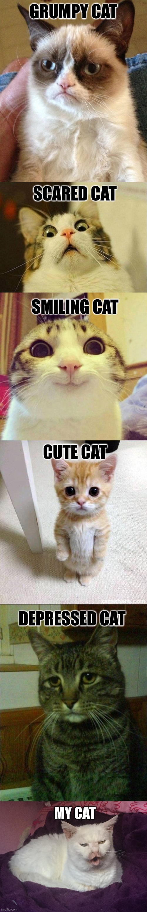 Cats | GRUMPY CAT; SCARED CAT; SMILING CAT; CUTE CAT; DEPRESSED CAT; MY CAT | image tagged in grumpy cat,scared cat,smiling cat,cute cat,depressed cat,kitty cat dull surprise | made w/ Imgflip meme maker