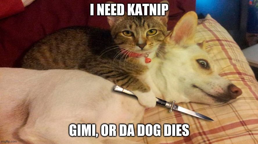 Cats vs dogs | I NEED KATNIP; GIMI, OR DA DOG DIES | image tagged in cats vs dogs | made w/ Imgflip meme maker