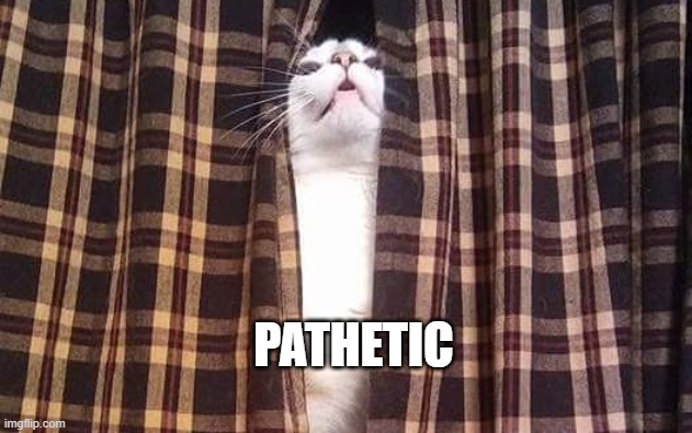 Pathetic- ft my cat mikasa | PATHETIC | image tagged in pathetic | made w/ Imgflip meme maker