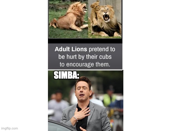 Phew | SIMBA: | image tagged in blank white template,the lion king,robert downey jr,lions | made w/ Imgflip meme maker