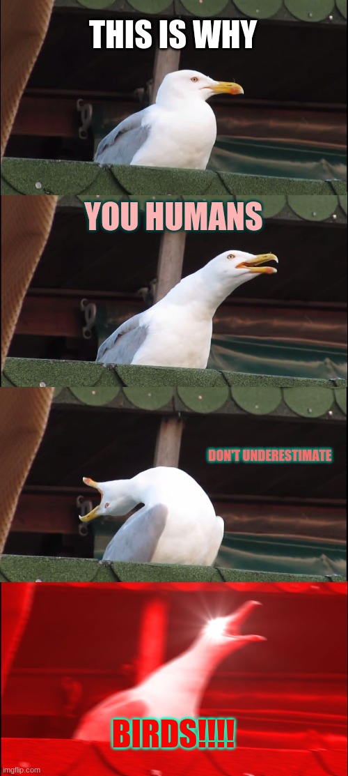 Inhaling Seagull Meme | THIS IS WHY YOU HUMANS DON'T UNDERESTIMATE BIRDS!!!! | image tagged in memes,inhaling seagull | made w/ Imgflip meme maker