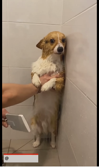 High Quality Dog getting shower against will Blank Meme Template