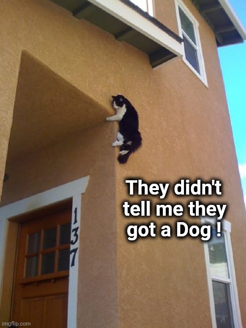 A furry new friend |  They didn't   
 tell me they  
 got a Dog ! | image tagged in parkourcat,friends,forever,mix,bad pun dog | made w/ Imgflip meme maker