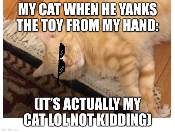 MY CAT WHEN HE YANKS THE TOY FROM MY HAND:; (IT’S ACTUALLY MY CAT LOL NOT KIDDING) | made w/ Imgflip meme maker
