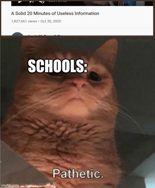 . |  SCHOOLS: | image tagged in memes,funny,pathetic cat,pathetic,school,school meme | made w/ Imgflip meme maker
