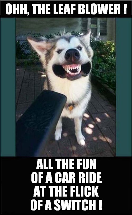 One Happy Husky ! | OHH, THE LEAF BLOWER ! ALL THE FUN OF A CAR RIDE; AT THE FLICK OF A SWITCH ! | image tagged in fun,dogs,leaf blower | made w/ Imgflip meme maker